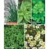 image:imageBurpee Garden Sown Flower Herb amp Vegetable 10 Packs of NonGMO Basil Lettuce Cucumber Radish Spinach Kale Zucchini Sunflower amp Marigold Seeds for PlantingCulinary Classics Herb Collection
