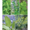 image:imageBurpee Garden Sown Flower Herb amp Vegetable 10 Packs of NonGMO Basil Lettuce Cucumber Radish Spinach Kale Zucchini Sunflower amp Marigold Seeds for PlantingCulinary Classics Herb Collection