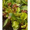 image:imageBurpee Gourmet Blend Lettuce Seeds 1100 seedsSweet Salad Mix