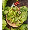 image:imageBurpee Gourmet Blend Lettuce Seeds 1100 seedsSweet Salad Mix