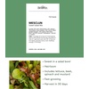 image:imageBurpee Gourmet Blend Lettuce Seeds 1100 seedsSweet Salad Mix