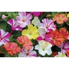 image:imageBurpee Marbles Mix Four OClock Seeds 35 seeds35 seeds