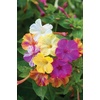 image:imageBurpee Marbles Mix Four OClock Seeds 35 seeds35 seeds Pack of 2