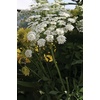 image:imageBurpee Queen Annes Lace Ammi Majus Seeds 500 seeds