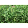 image:imageBurpee Snowbird Pea Seeds 300 seeds