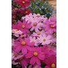 image:imageBurpee Sonata Mix Cosmos Seeds 50 seeds