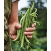 image:imageBurpee Stringless Green Pod Bush Bean Seeds 8 ounces of seedBlue Lake 274