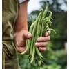 image:imageBurpee Stringless Green Pod Bush Bean Seeds 8 ounces of seedBlue Lake 274