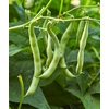 image:imageBurpee Stringless Green Pod Bush Bean Seeds 8 ounces of seedBlue Lake 274