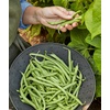 image:imageBurpee Stringless Green Pod Bush Bean Seeds 8 ounces of seedBlue Lake 274