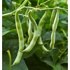 image:imageBurpee Stringless Green Pod Bush Bean Seeds 8 ounces of seedBlue Lake 274