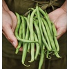 image:imageBurpee Stringless Green Pod Bush Bean Seeds 8 ounces of seedBlue Lake 274