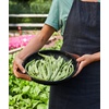 image:imageBurpee Stringless Green Pod Bush Bean Seeds 8 ounces of seedEarly Italian
