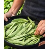 image:imageBurpee Stringless Green Pod Bush Bean Seeds 8 ounces of seedEarly Italian