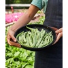 image:imageBurpee Stringless Green Pod Bush Bean Seeds 8 ounces of seedEarly Italian
