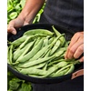 image:imageBurpee Stringless Green Pod Bush Bean Seeds 8 ounces of seedEarly Italian