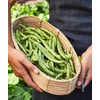 image:imageBurpee Stringless Green Pod Bush Bean Seeds 8 ounces of seedStringless Green Pod
