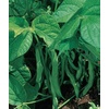 image:imageBurpee Stringless Green Pod Bush Bean Seeds 8 ounces of seedStringless Green Pod