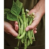 image:imageBurpee Stringless Green Pod Bush Bean Seeds 8 ounces of seedStringless Green Pod