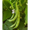 image:imageBurpee Stringless Green Pod Bush Bean Seeds 8 ounces of seedStringless Green Pod