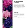 image:imageBurpee Supercascade Red Petunia Seeds 50 seedsBest Hybrid Mix
