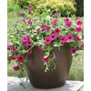 image:imageBurpee Supercascade Red Petunia Seeds 50 seedsPurple Wave