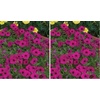 image:imageBurpee Supercascade Red Petunia Seeds 50 seedsPurple Wave