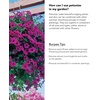 image:imageBurpee Supercascade Red Petunia Seeds 50 seedsPurple Wave