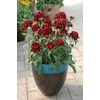 image:imageBurpee Sweet Black Cherry Dianthus Seeds 25 seeds