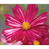 image:imageBurpee Velouette Cosmos Seeds 50 seeds