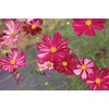 image:imageBurpee Velouette Cosmos Seeds 50 seeds