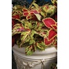 image:imageBurpee Wizard Mixed Colors Coleus Seeds 100 seeds