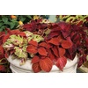 image:imageBurpee Wizard Mixed Colors Coleus Seeds 100 seeds