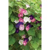 image:imageBurpee Zeeland Hybrid Mix Morning Glory Seeds 75 seedsZeeland