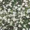image:imageBurpee Covent Garden White Babys Breath Seeds 800 seeds