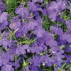 image:imageBurpee Crystal Palace Blue Lobelia Seeds 500 seeds