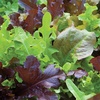 image:imageBurpee Gourmet Blend Lettuce Seeds 1100 seedsGourmet Blend