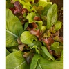 image:imageBurpee Gourmet Blend Lettuce Seeds 1100 seedsSweet Salad Mix