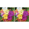 image:imageBurpee Marbles Mix Four OClock Seeds 35 seeds35 seeds Pack of 2