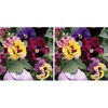 image:imageBurpee Moulin Rouge Pansy Seeds 35 seeds35 seeds Pack of 2