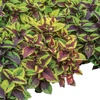 image:imageBurpee Pineapple Surprise Coleus Seeds 25 seeds