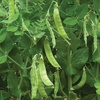 image:imageBurpee Snowbird Pea Seeds 300 seeds