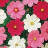 image:imageBurpee Sonata Mix Cosmos Seeds 50 seeds