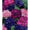 image:imageBurpee Supercascade Red Petunia Seeds 50 seedsBest Hybrid Mix