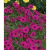 image:imageBurpee Supercascade Red Petunia Seeds 50 seedsPurple Wave