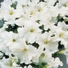 image:imageBurpee Supercascade Red Petunia Seeds 50 seedsSupercascade White