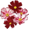 image:imageBurpee Velouette Cosmos Seeds 50 seeds