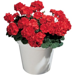 image:imageBurpee Big Red Geranium Seeds 10 seeds