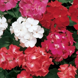 image:imageBurpee Border Mix Geranium Seeds 75 seeds