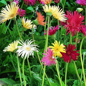 image:imageBurpee California Mixed Colors Gerbera Seeds 25 seeds